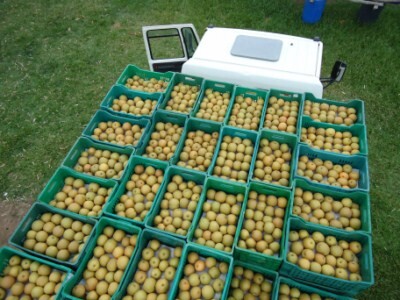 prefeitura-ajuda-no-escoamento-de-producao-de-pera