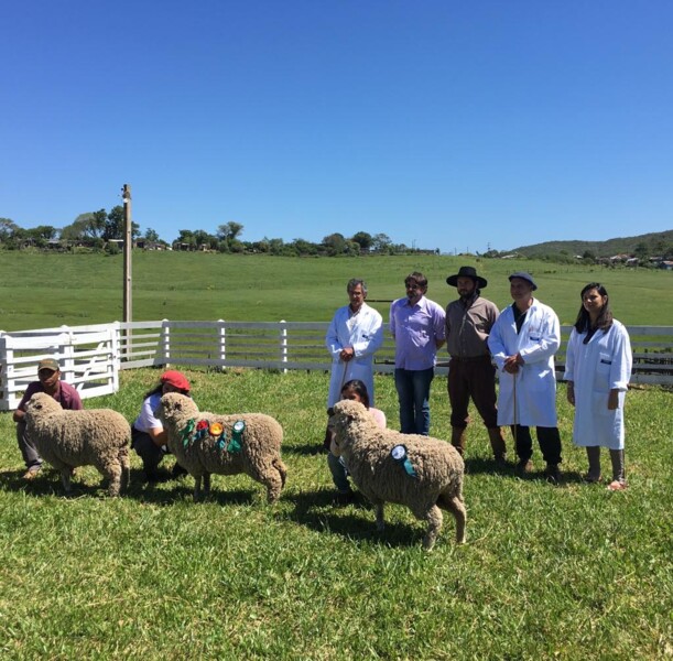 i-concurso-de-borregas